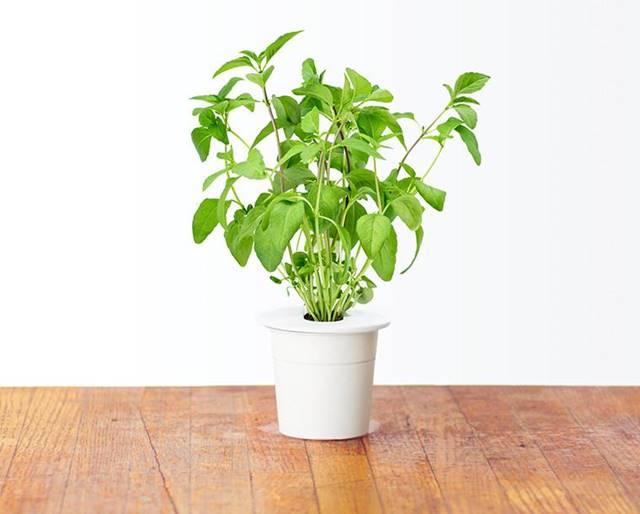 tanaman hias pembersih udara dalam ruangan - basil atau kemangi A