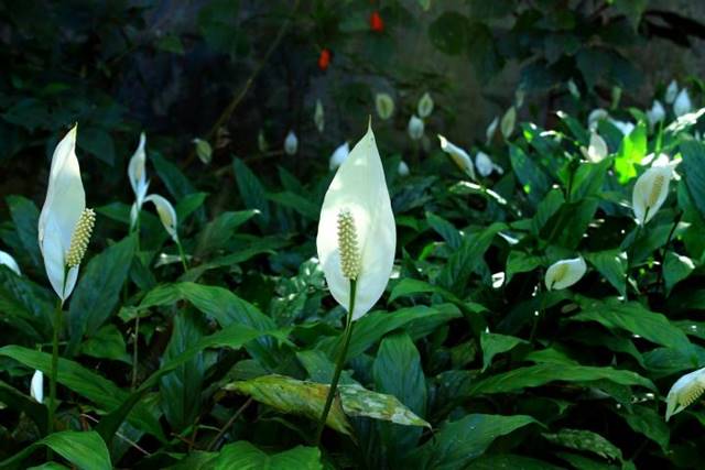 tanaman hias pembersih udara dalam ruangan -peace lily atau lili perdamaian A