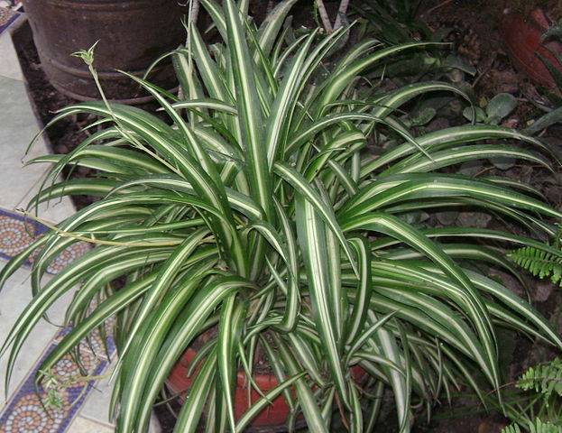 tanaman hias pembersih udara dalam ruangan - spider plant Chlorophytum comosum