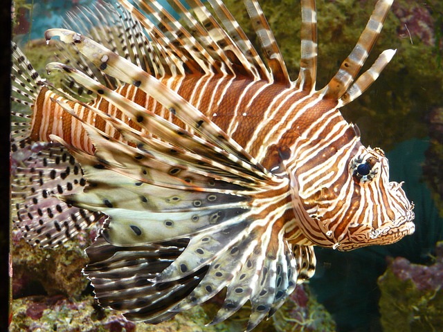 Lionfish Ikan Singa- Ikan Lepu Ayam Yang Berwarna Cantik Tetapi Beracun