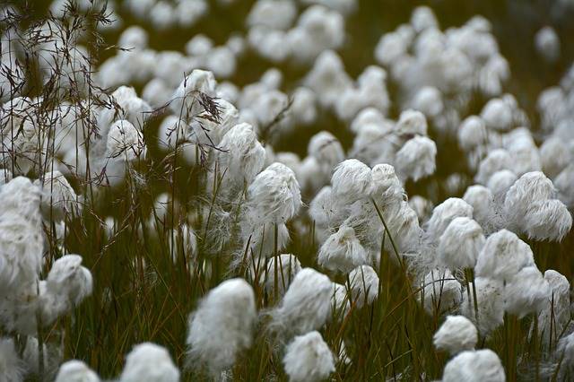 Better Cotton Initiative - Menuju Katun Yang Ramah Lingkungan