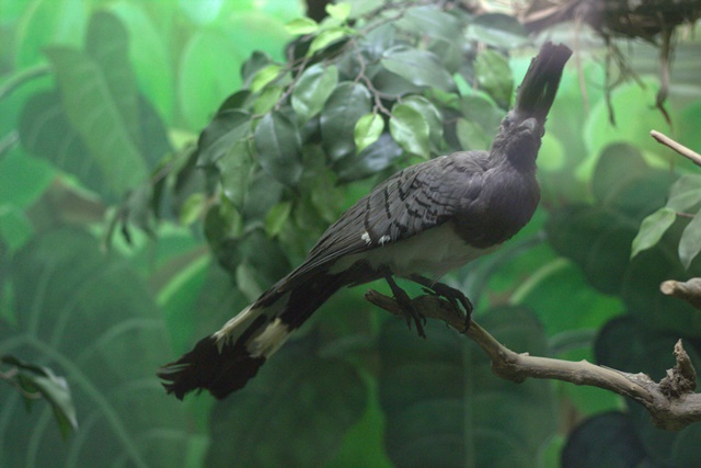 Diorama satwa burung Museum Satwa Jatim Park Malang