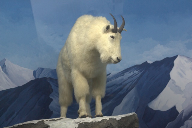 Diorama satwa gunung Museum Satwa Jatim Park - Kambing Gunung Rocky Mountain