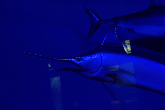 Diorama satwa laut dan kehidupan bawah air Museum Satwa Jatim Park Malang008
