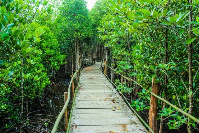 Manfaat Hutan Bagi Kehidupan Umat Manusia - hutan mangrove