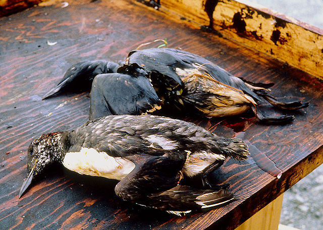 burung laut korban tragedi exxon valdez