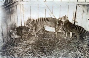 [PUNAH] Harimau Tasmania : Berloreng Dan Berkantung Sekaligus